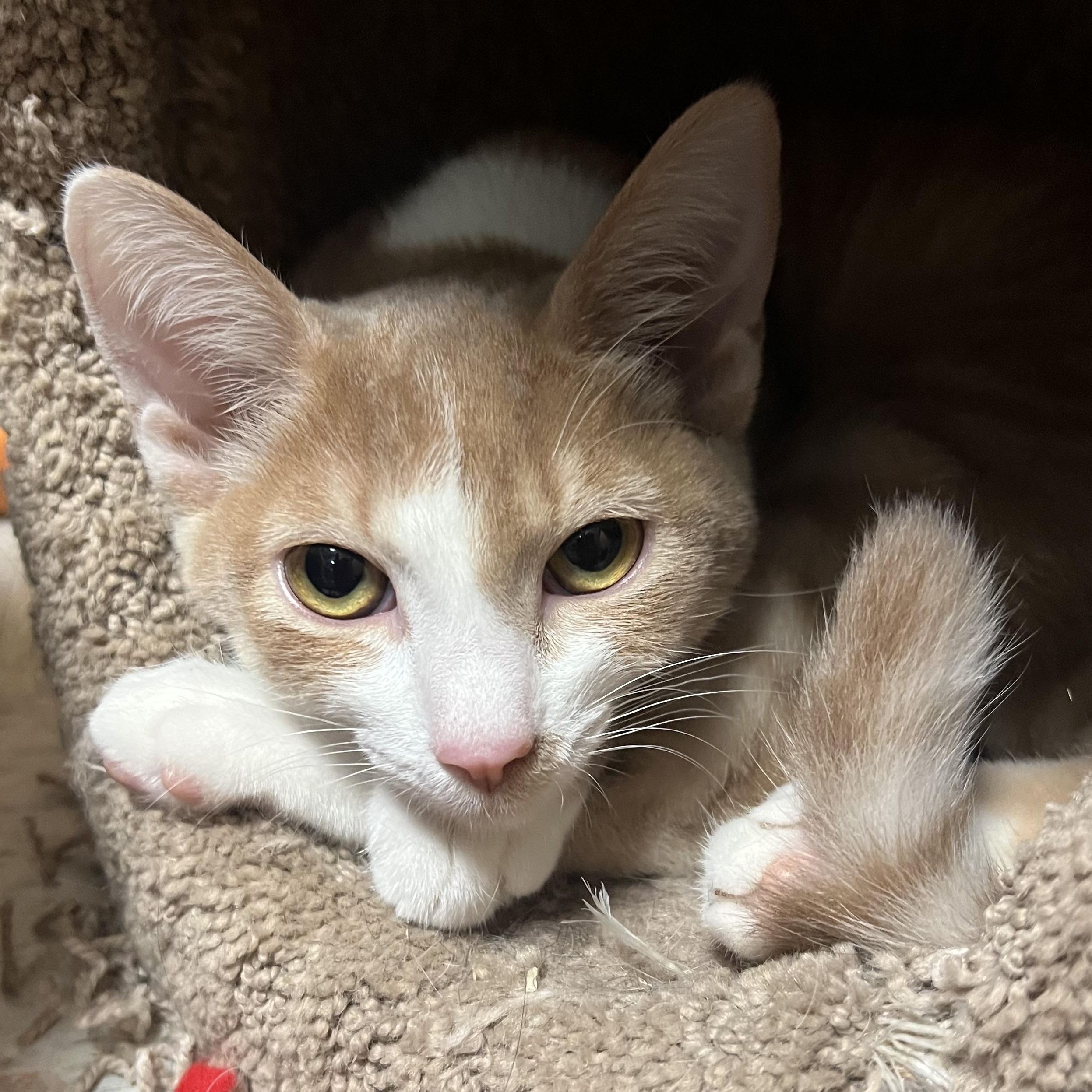 Enlarge Maple, a Adopted Domestic Short Hair in Spokane, WA image 3/3