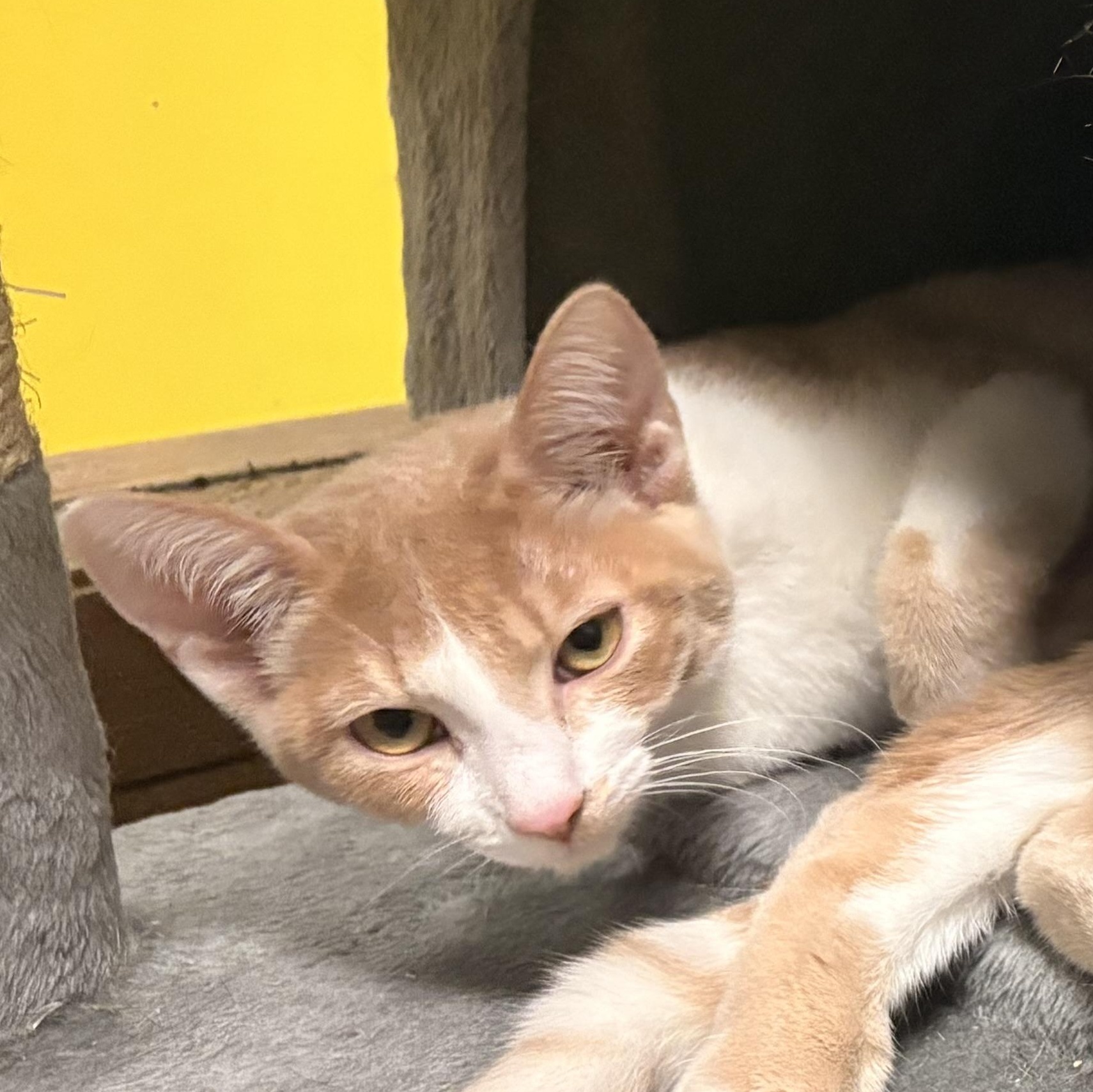Enlarge Maple, a Adopted Domestic Short Hair in Spokane, WA image 2/3