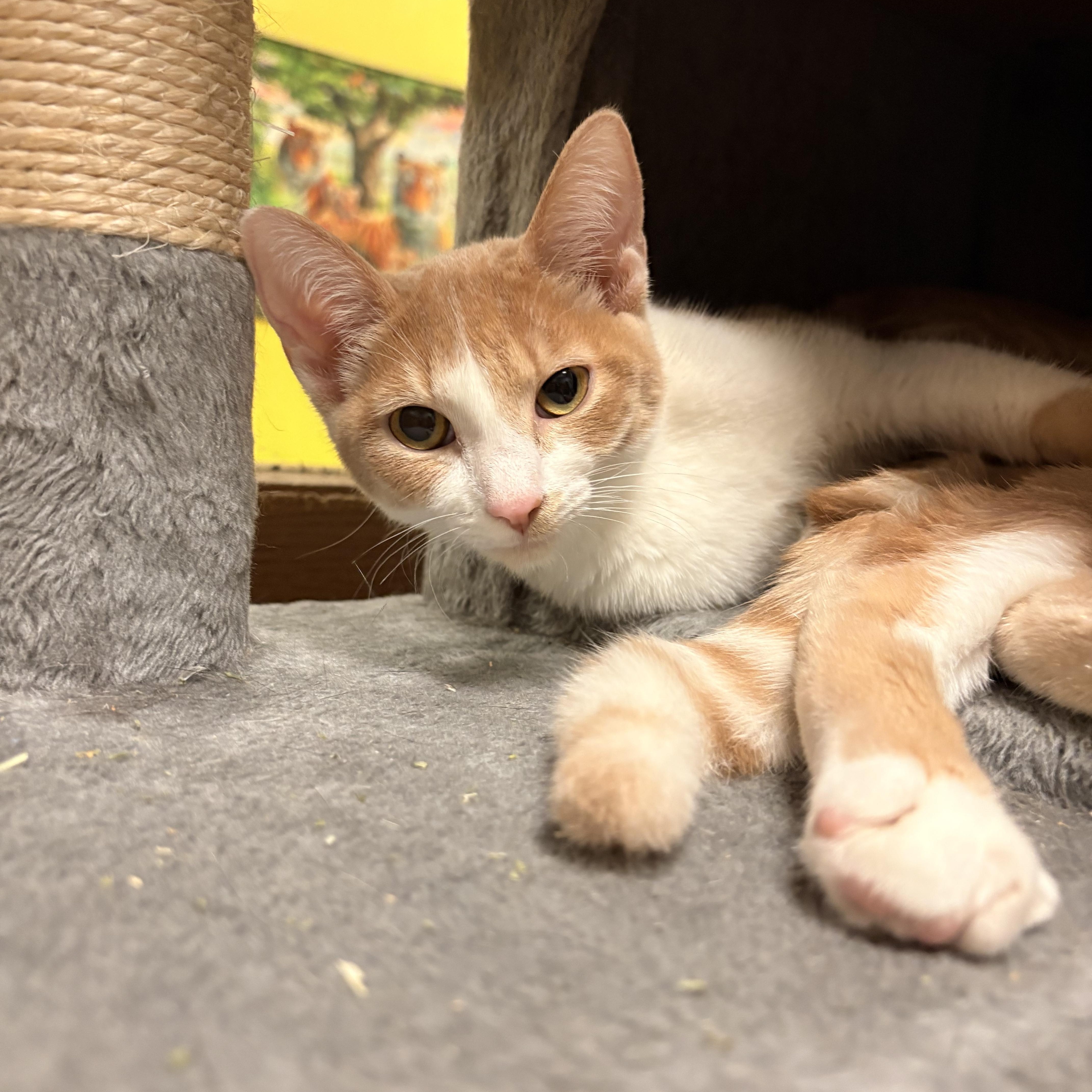 Maple, Adopted, Kitten Female Domestic Short Hair.