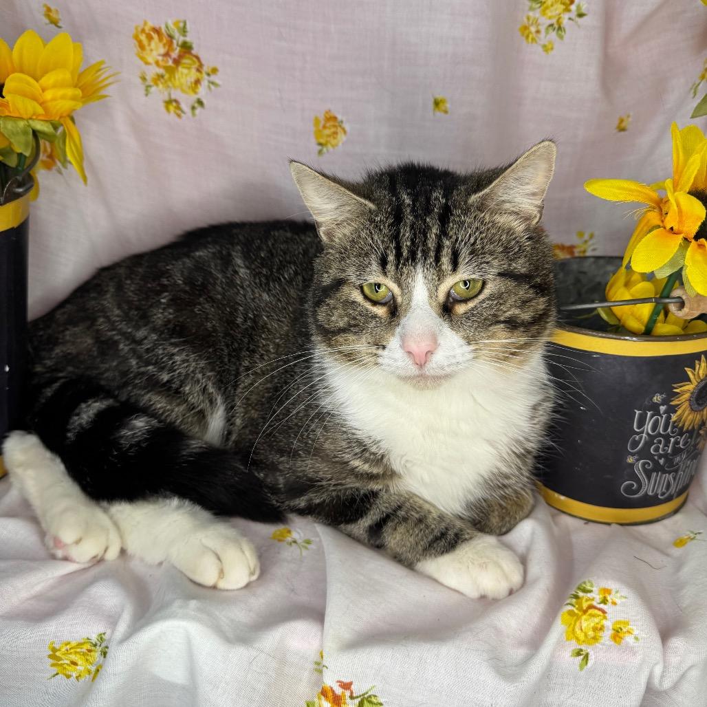 Junior, Adoptable, Adult Male Domestic Short Hair.