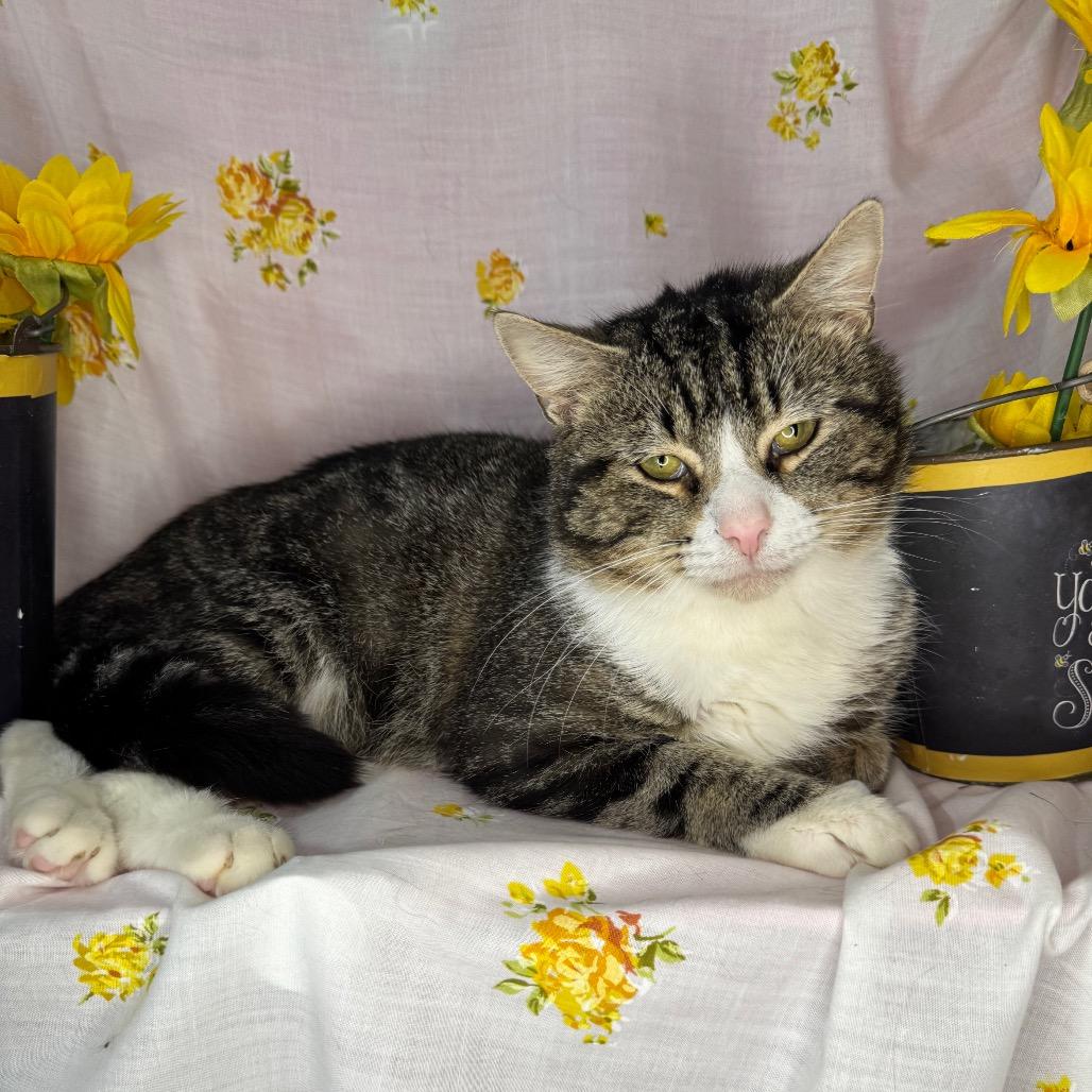 Junior, a Adoptable Domestic Short Hair in Mount Vernon, IL image 2/6