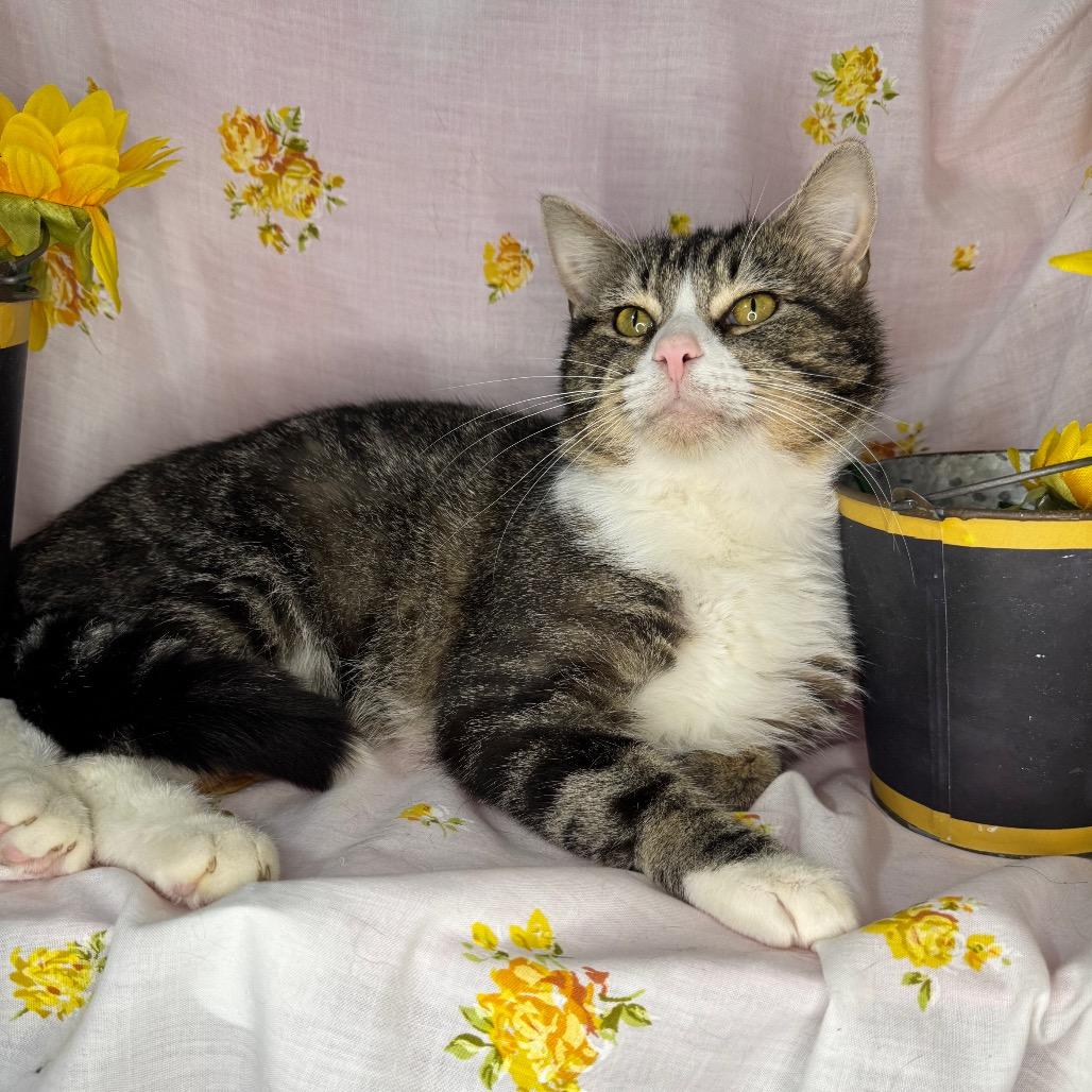 Junior, a Adoptable Domestic Short Hair in Mount Vernon, IL image 3/6
