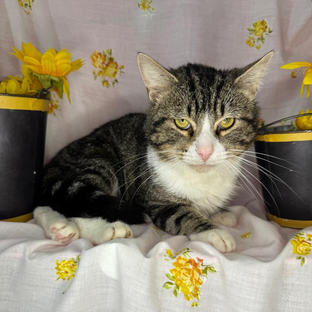 Junior, a Adoptable Domestic Short Hair in Mount Vernon, IL image 4/6