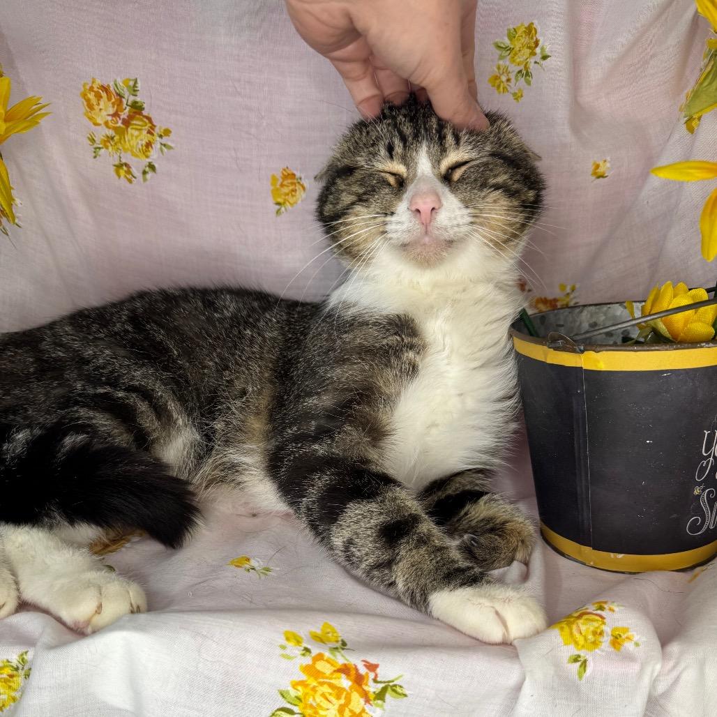 Junior, a Adoptable Domestic Short Hair in Mount Vernon, IL image 5/6