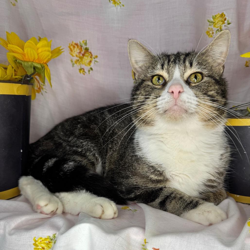 Junior, a Adoptable Domestic Short Hair in Mount Vernon, IL image 6/6
