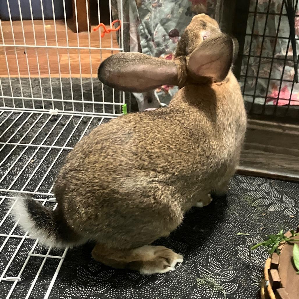 Ernest Hemingway, Adoptable, Young Male Bunny Rabbit.