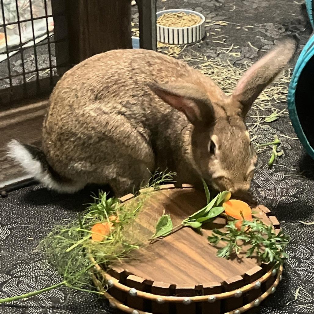 Enlarge Ernest Hemingway, a Adoptable Bunny Rabbit in Houston, TX image 3/4
