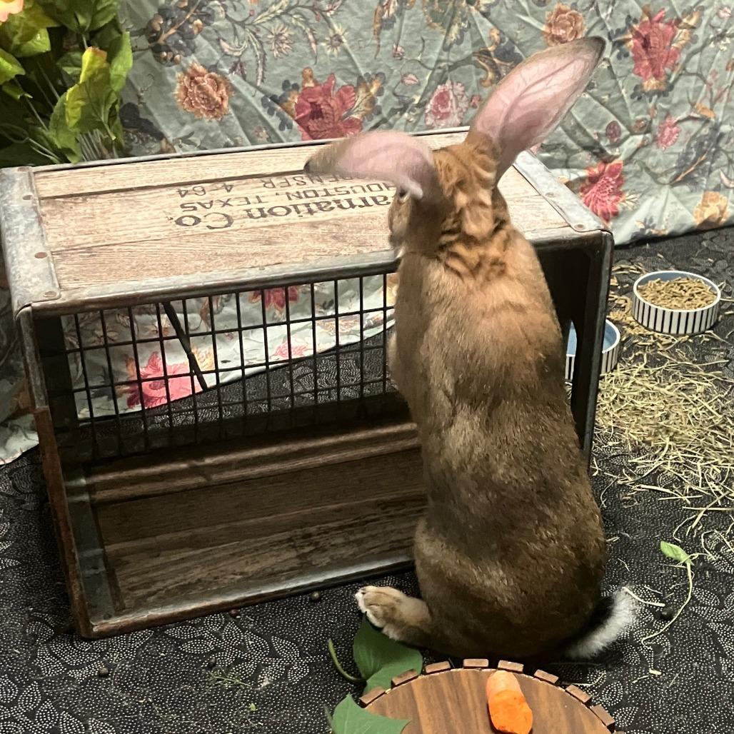 Enlarge Ernest Hemingway, a Adoptable Bunny Rabbit in Houston, TX image 4/4