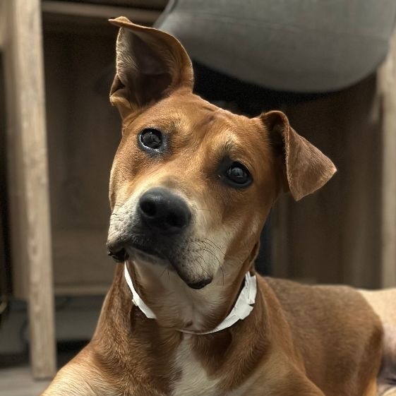 Flapjax AKA Jax, Adoptable, Young Male American Bully & Chow Chow.