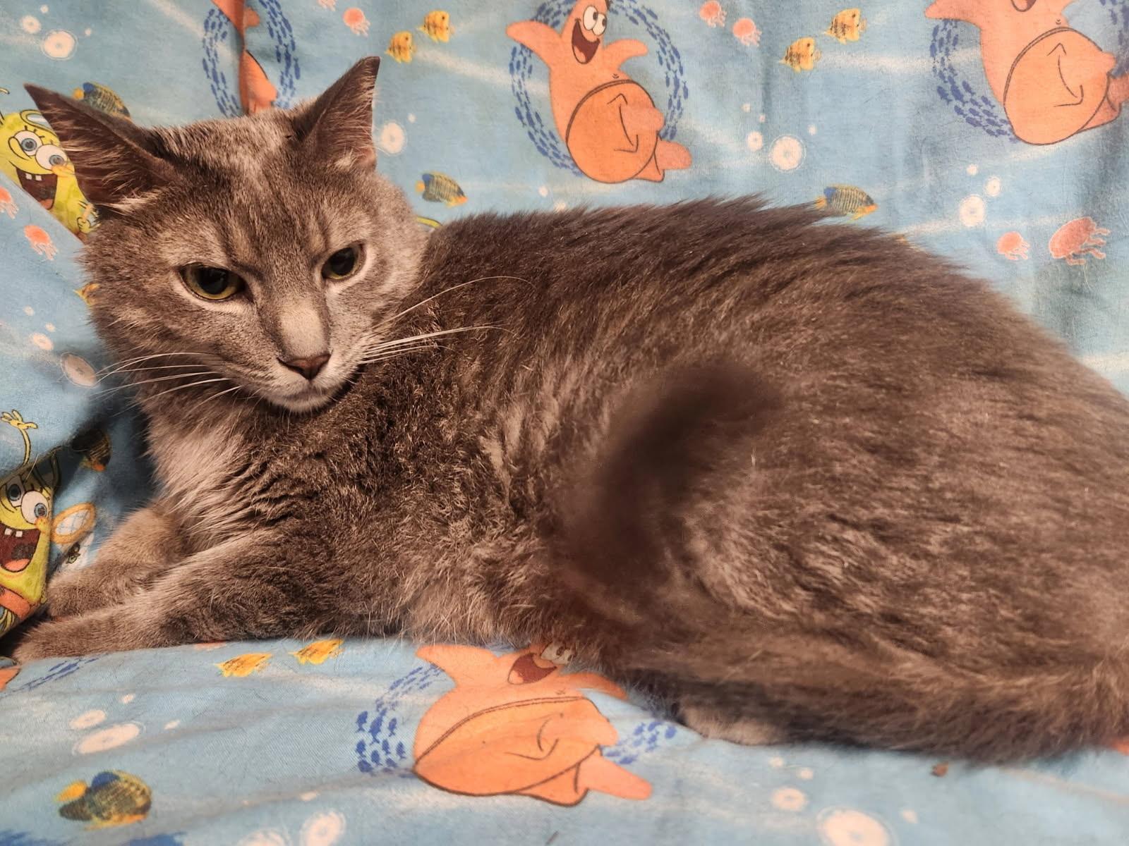 Enlarge Arlie, a Adoptable Domestic Medium Hair in Lansdowne, PA image 1/2