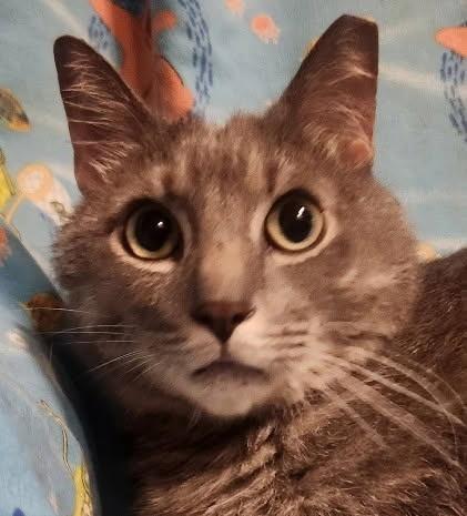 Enlarge Arlie, a Adoptable Domestic Medium Hair in Lansdowne, PA image 2/2