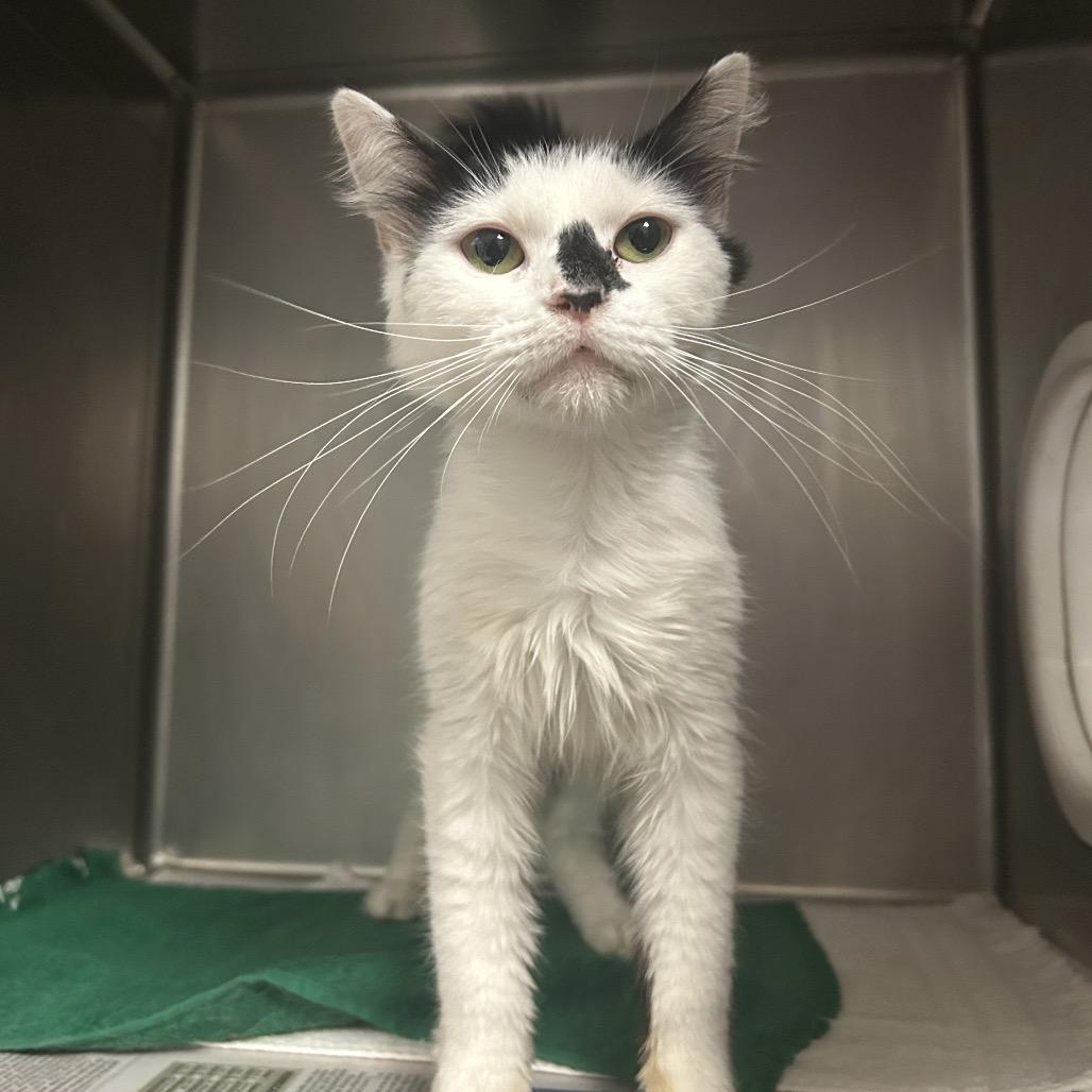 Enlarge Merial, a Adoptable Domestic Short Hair in Charleston, WV image 1/2