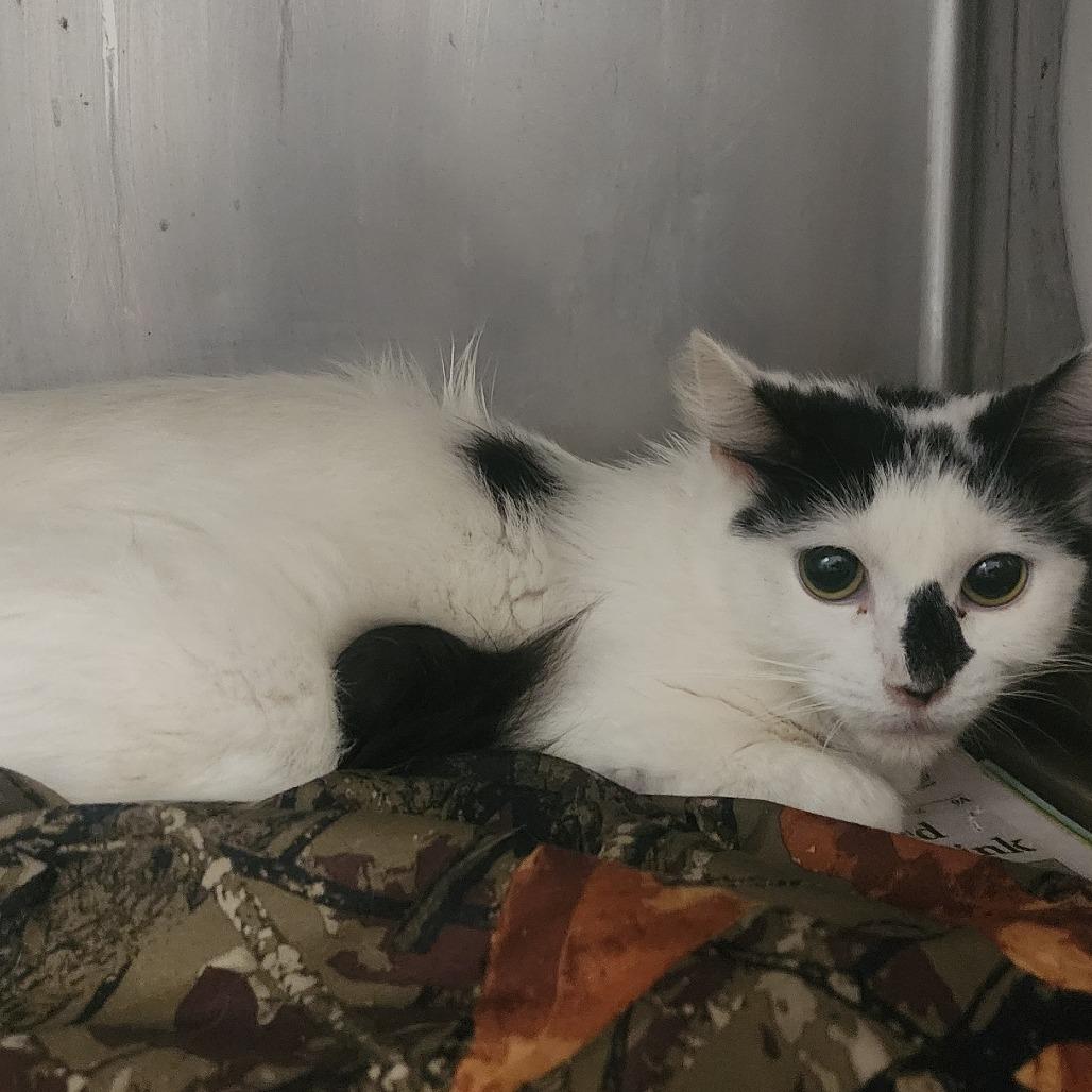Enlarge Merial, a Adoptable Domestic Short Hair in Charleston, WV image 2/2