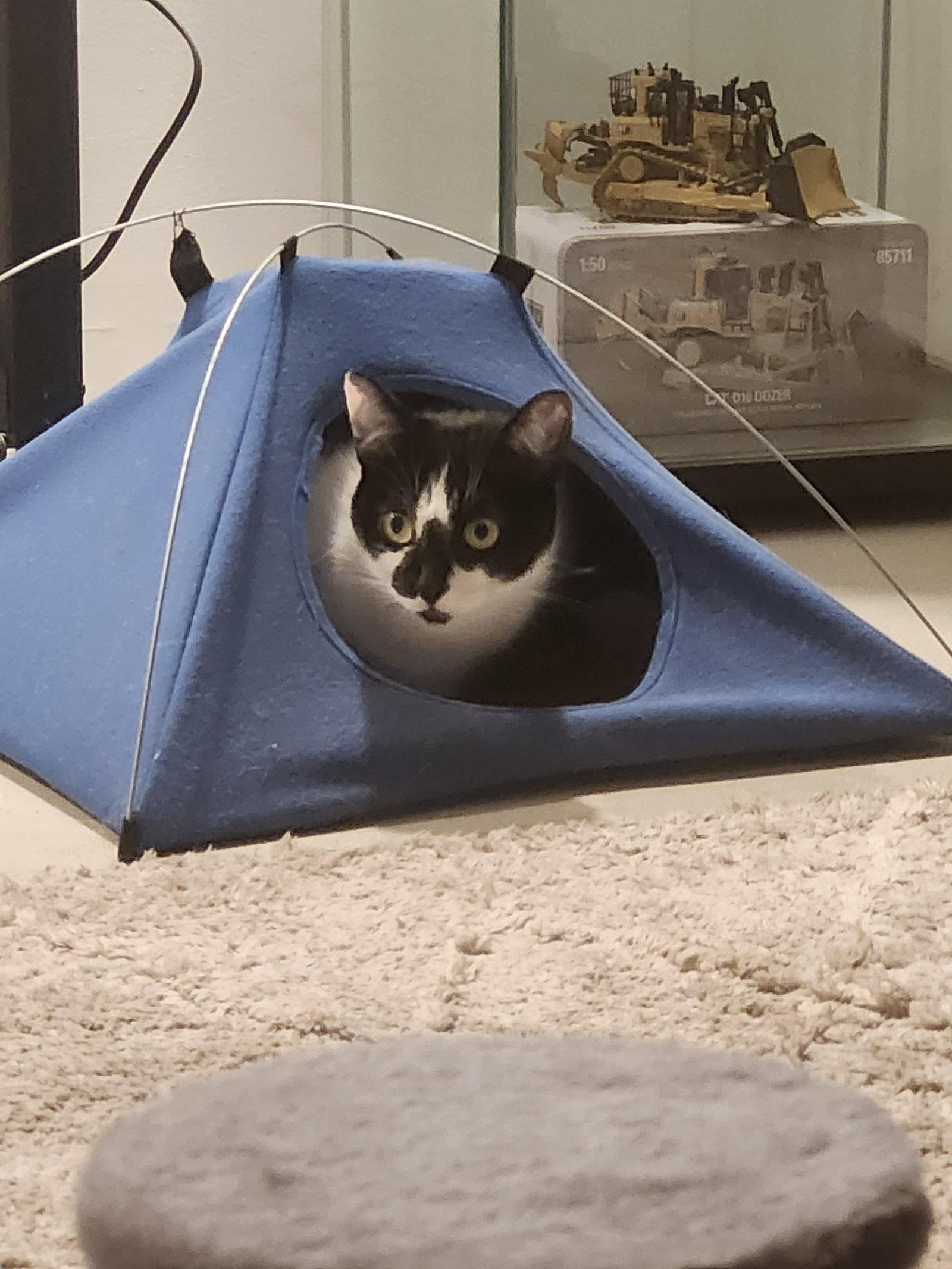 Zézette, Adoptable, Adult Female Domestic Short Hair.