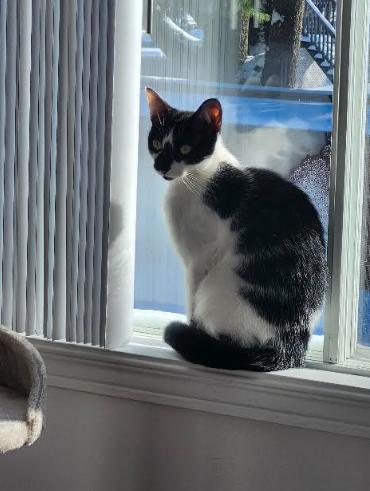 Enlarge Zézette, a Adoptable Domestic Short Hair in Montreal, QC image 2/3