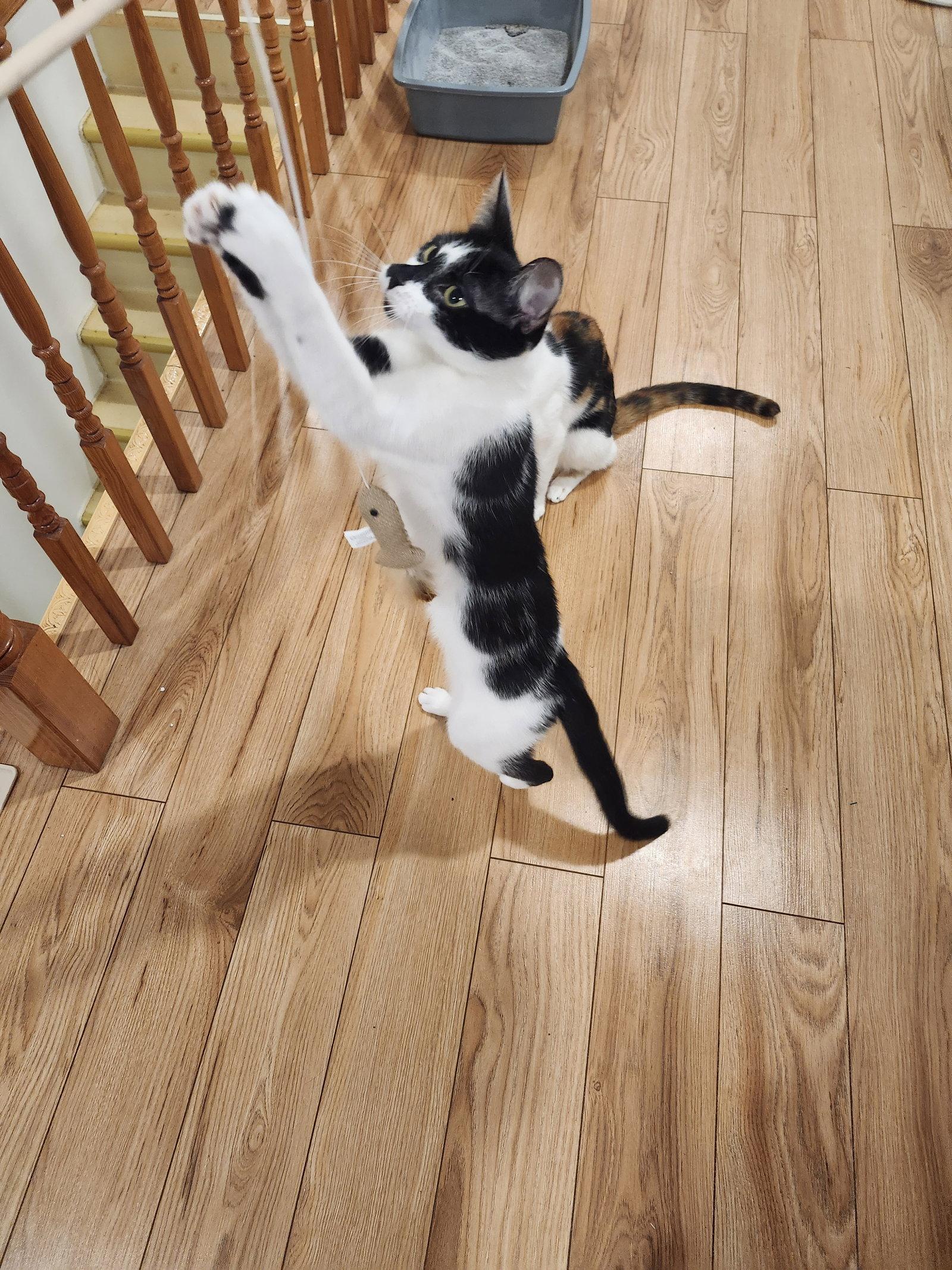Enlarge Zézette, a Adoptable Domestic Short Hair in Montreal, QC image 3/3