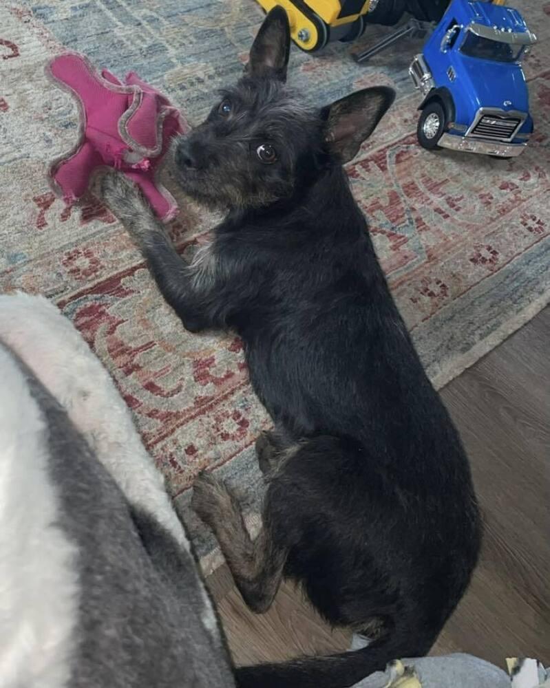 Vinny, Adoptable, Young Female Mixed Breed.