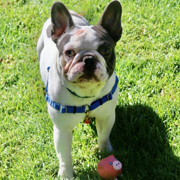 Enlarge Bugs, a Adoptable mixed breed in Dublin, CA image 1/1