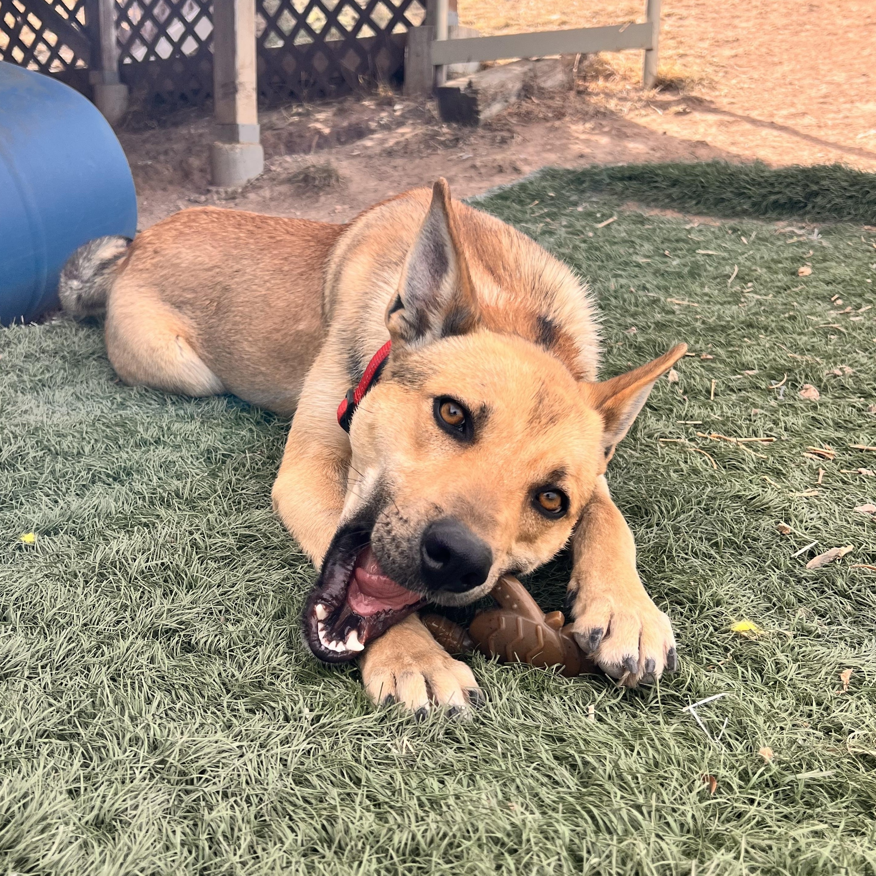 Enlarge Delta, a Adoptable mixed breed in Loveland, CO image 1/6