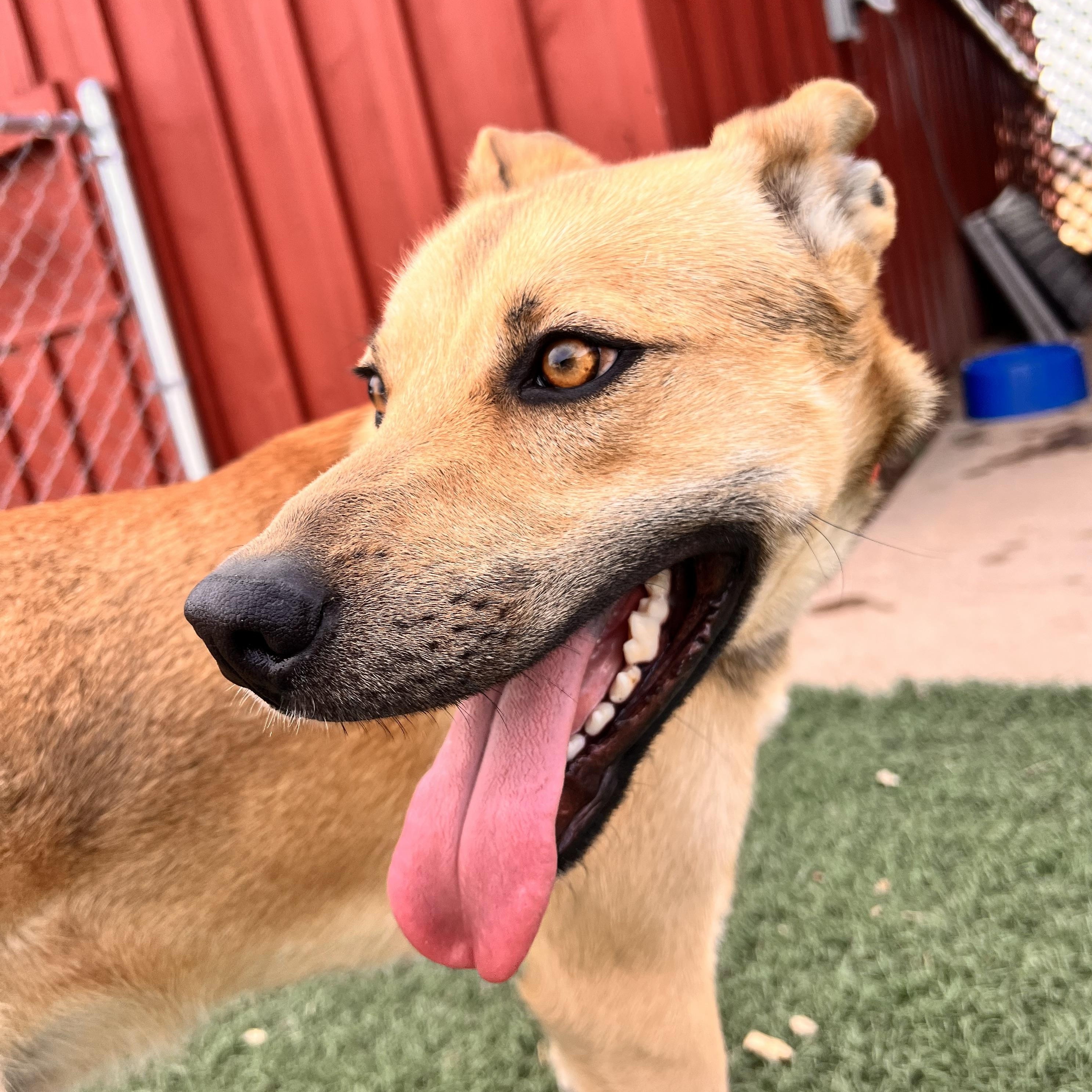 Enlarge Delta, a Adoptable mixed breed in Loveland, CO image 3/6