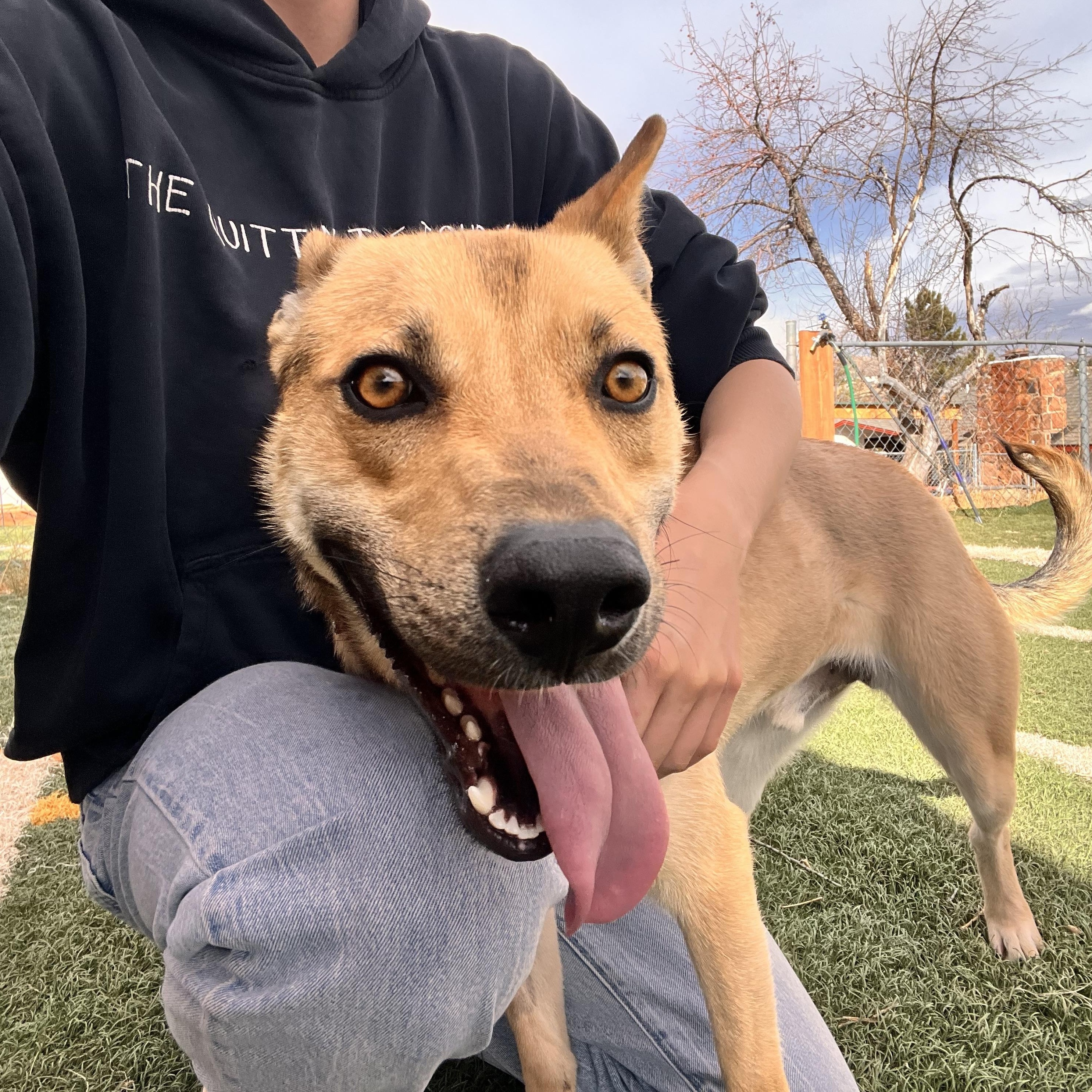 Enlarge Delta, a Adoptable mixed breed in Loveland, CO image 5/6