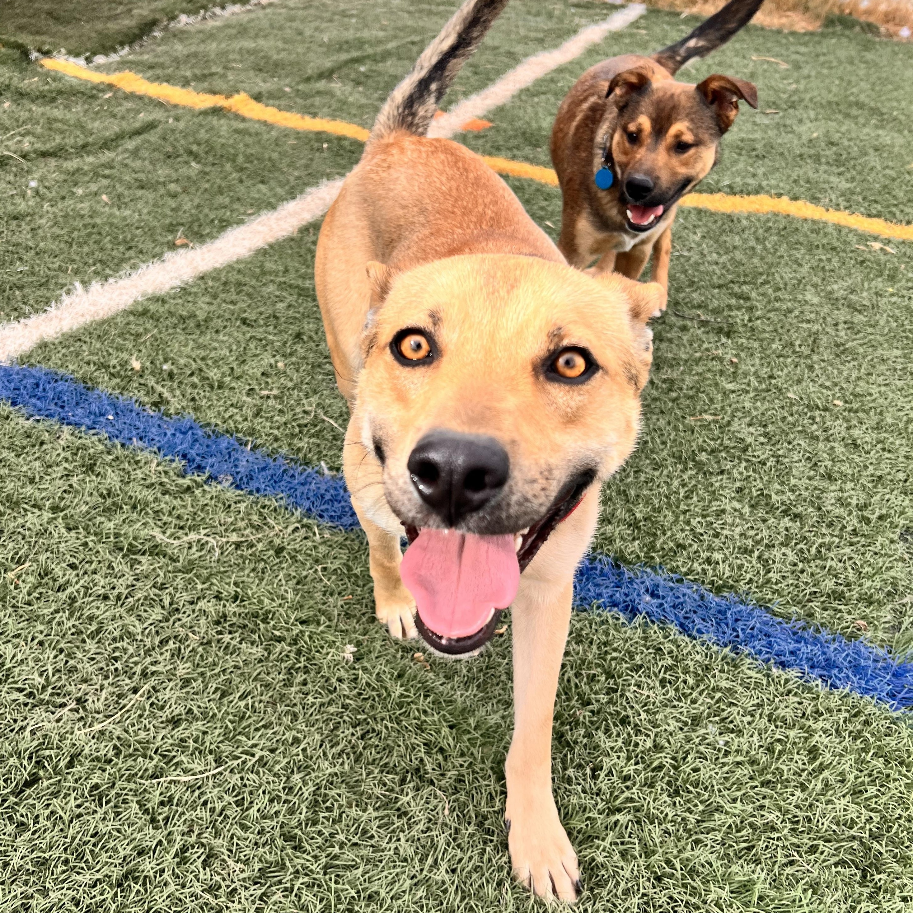 Enlarge Delta, a Adoptable mixed breed in Loveland, CO image 2/6