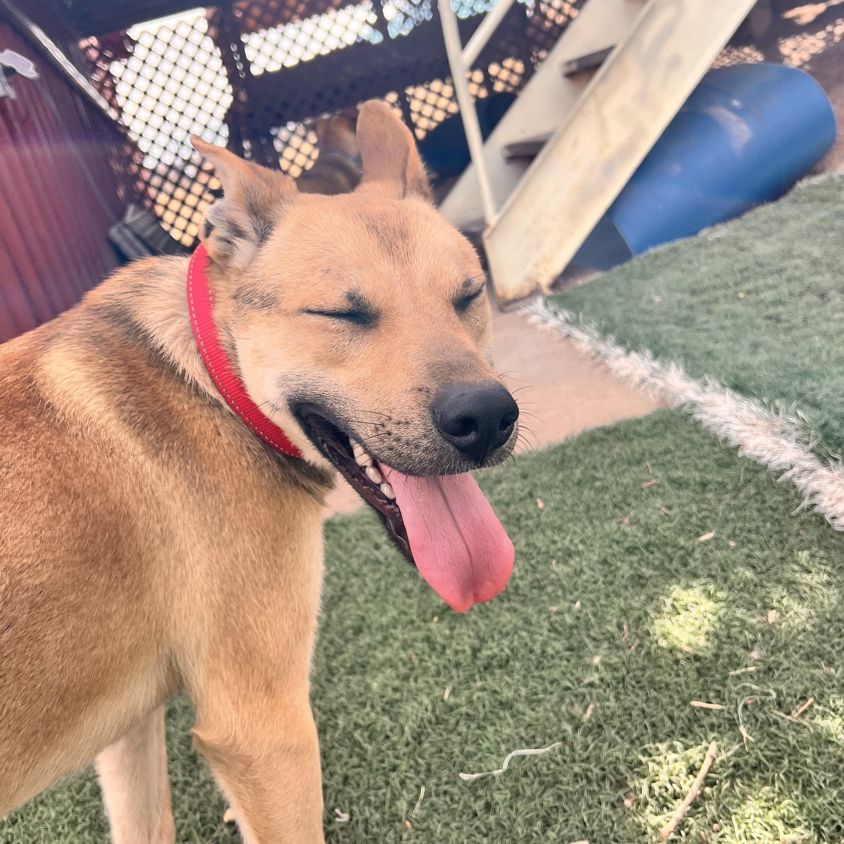 Enlarge Delta, a Adoptable mixed breed in Loveland, CO image 4/6