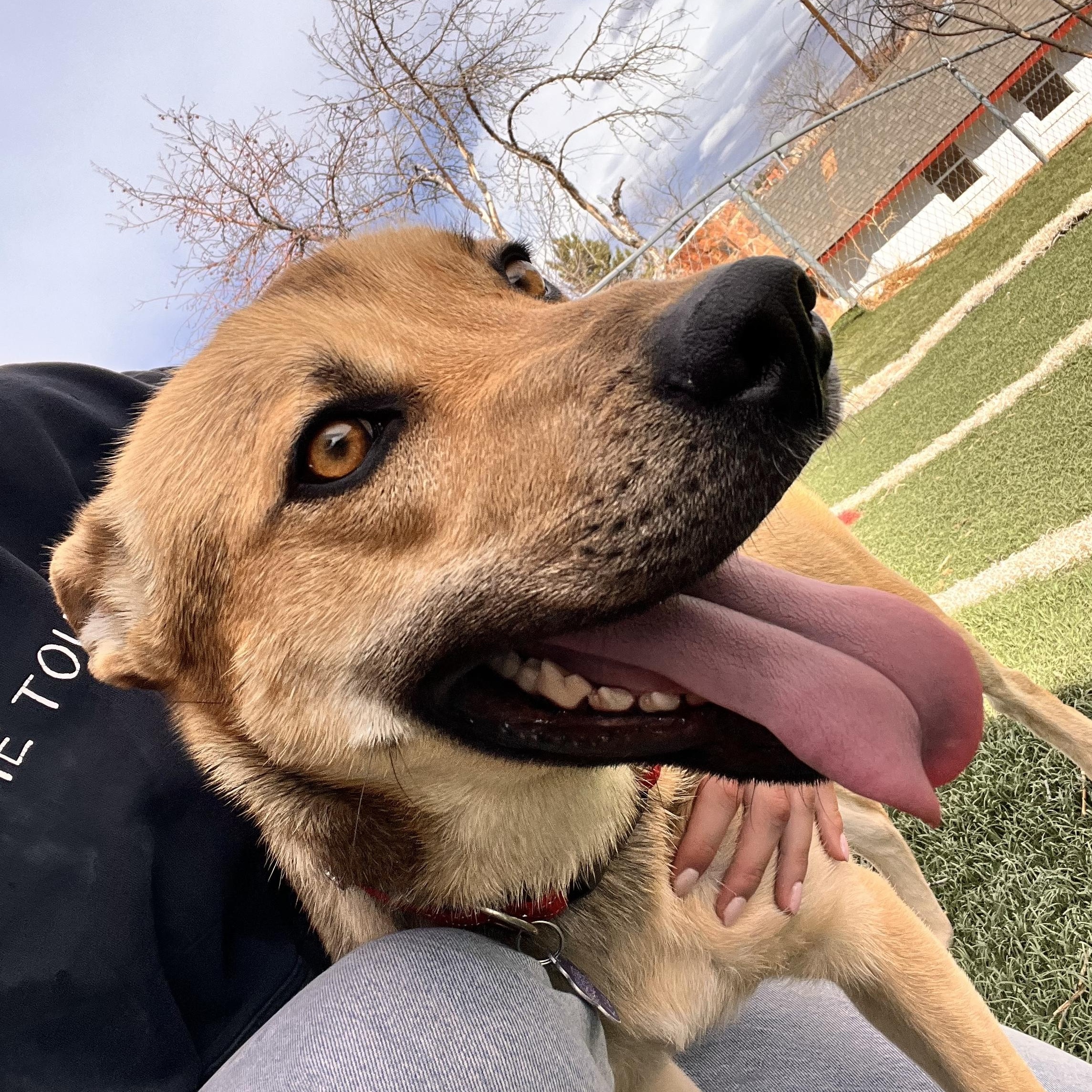 Enlarge Delta, a Adoptable mixed breed in Loveland, CO image 6/6