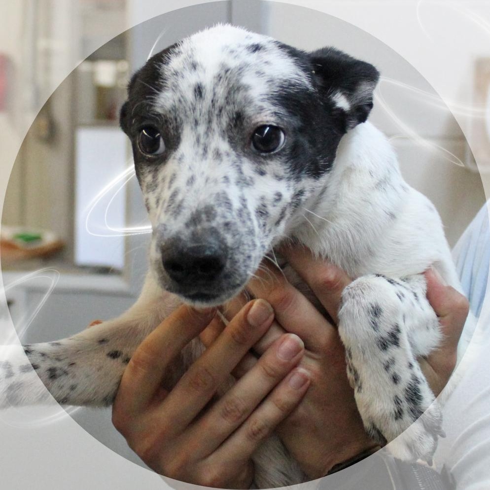 Domino, a Adoptable Mixed Breed in Amelia, OH image 2/2