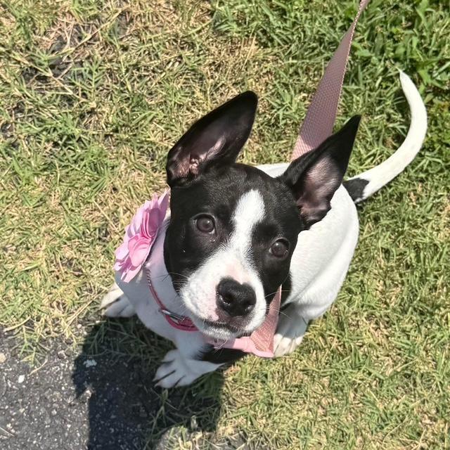 Ella, ADOPTABLE, Young Female Pit Bull Terrier & Terrier.