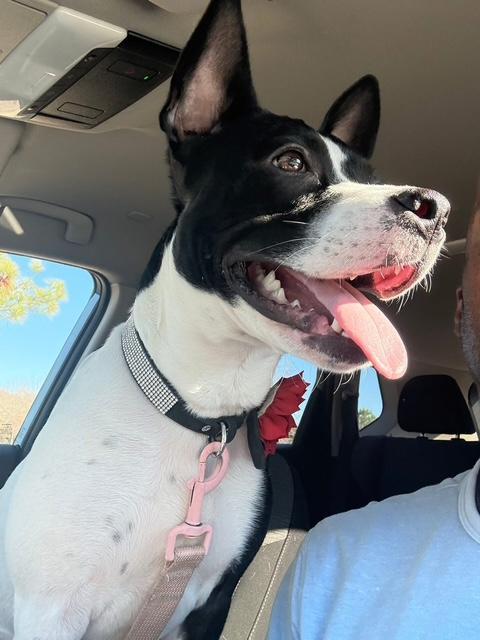 Ella, a ADOPTABLE mixed breed in Williamsburg, VA image 6/6