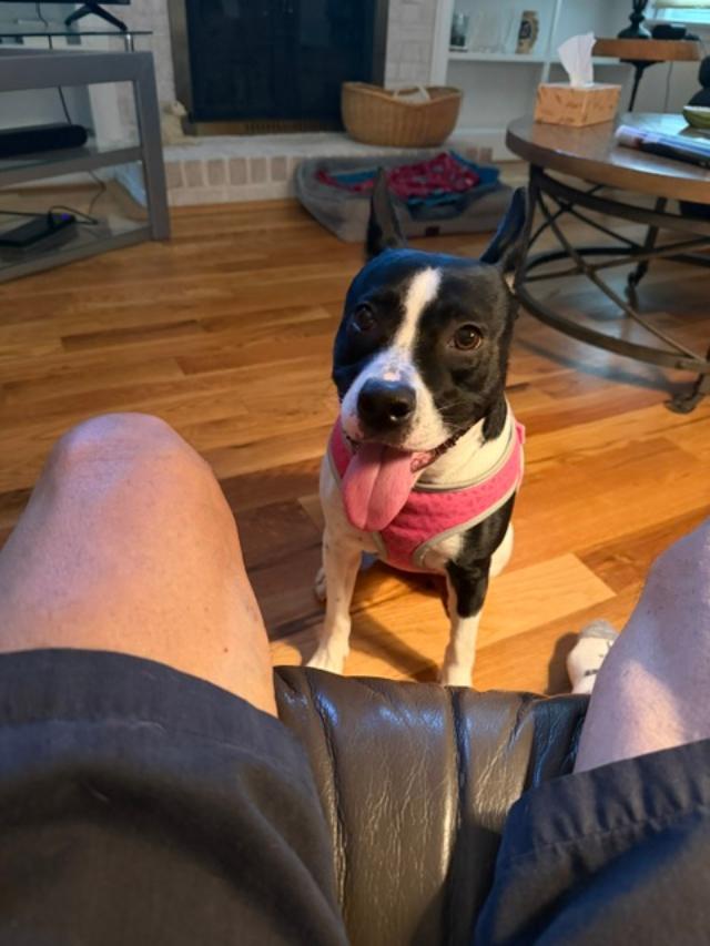 Ella, a ADOPTABLE mixed breed in Williamsburg, VA image 3/6