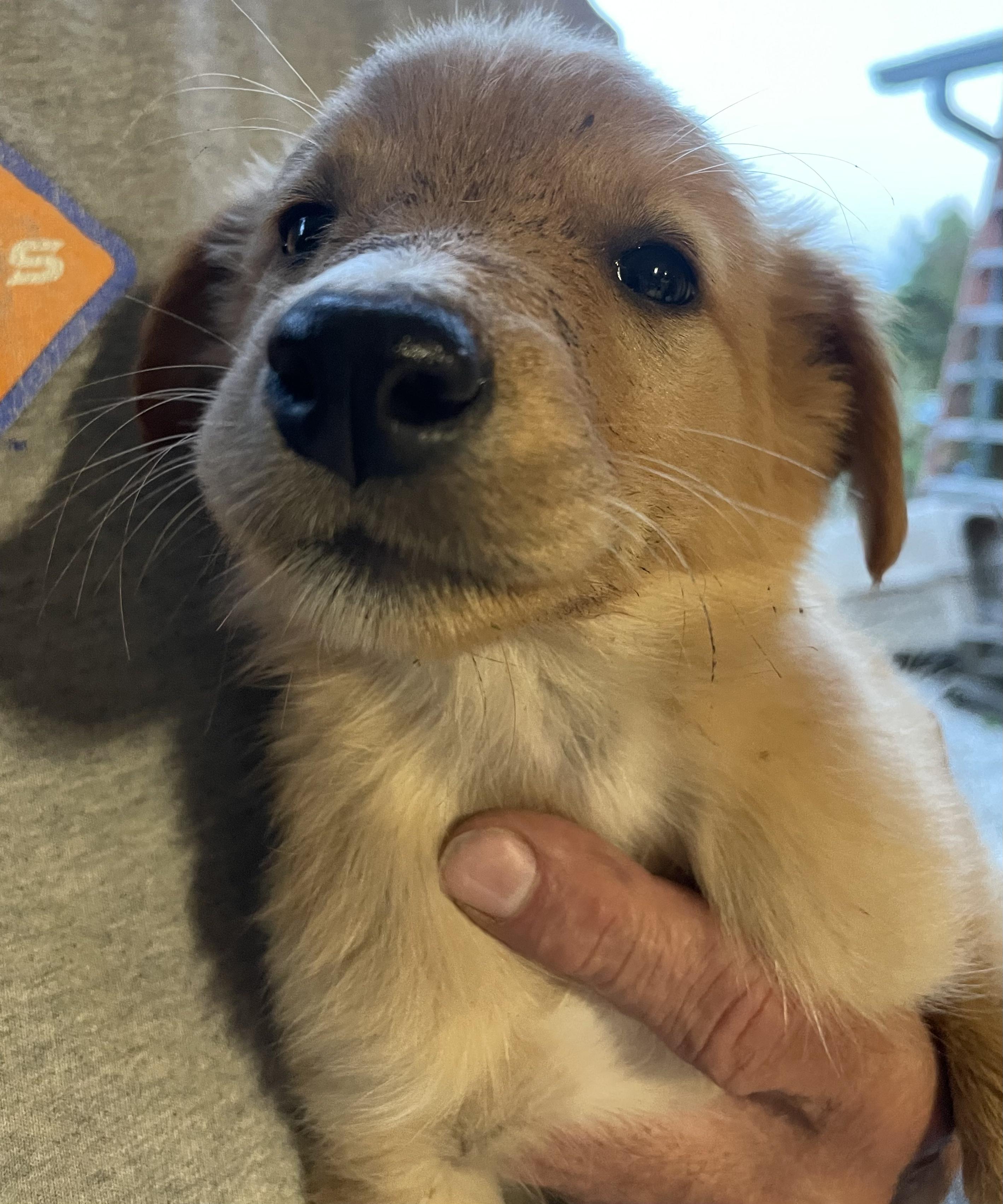 Enlarge Sundance, a Adopted mixed breed in Plainfield, IN image 1/1