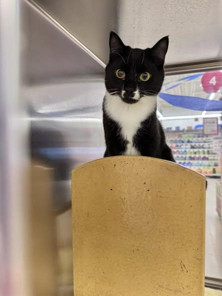 Enlarge Chuck, an adoptable Domestic Short Hair in Manchester, CT image 2/2