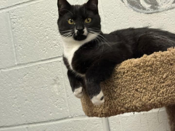 Enlarge Chuck, an adoptable Domestic Short Hair in Manchester, CT image 1/2