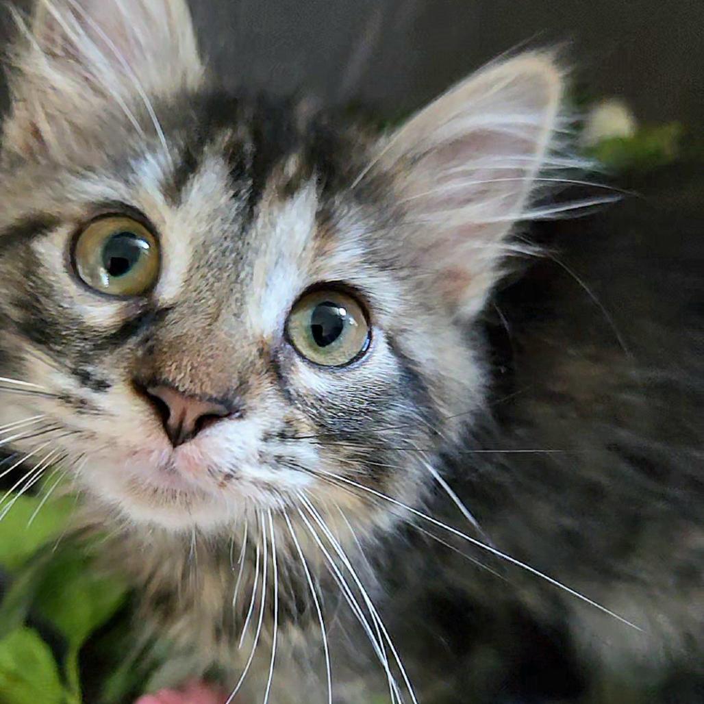Dolly, a Adoptable mixed breed in Commerce City, CO image 2/6