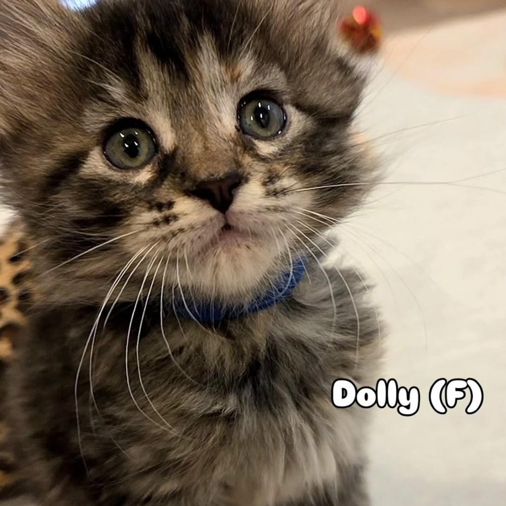 Dolly, a Adoptable mixed breed in Commerce City, CO image 4/6