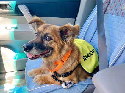 Marlowe, a Adoptable mixed breed in Pleasanton, CA image 2/3