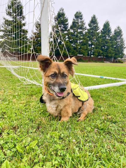 Marlowe, a Adoptable mixed breed in Pleasanton, CA image 3/3