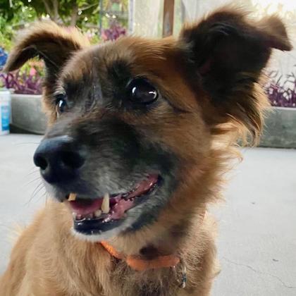 Marlowe, Adoptable, Senior Male Mixed Breed & Mixed Breed.