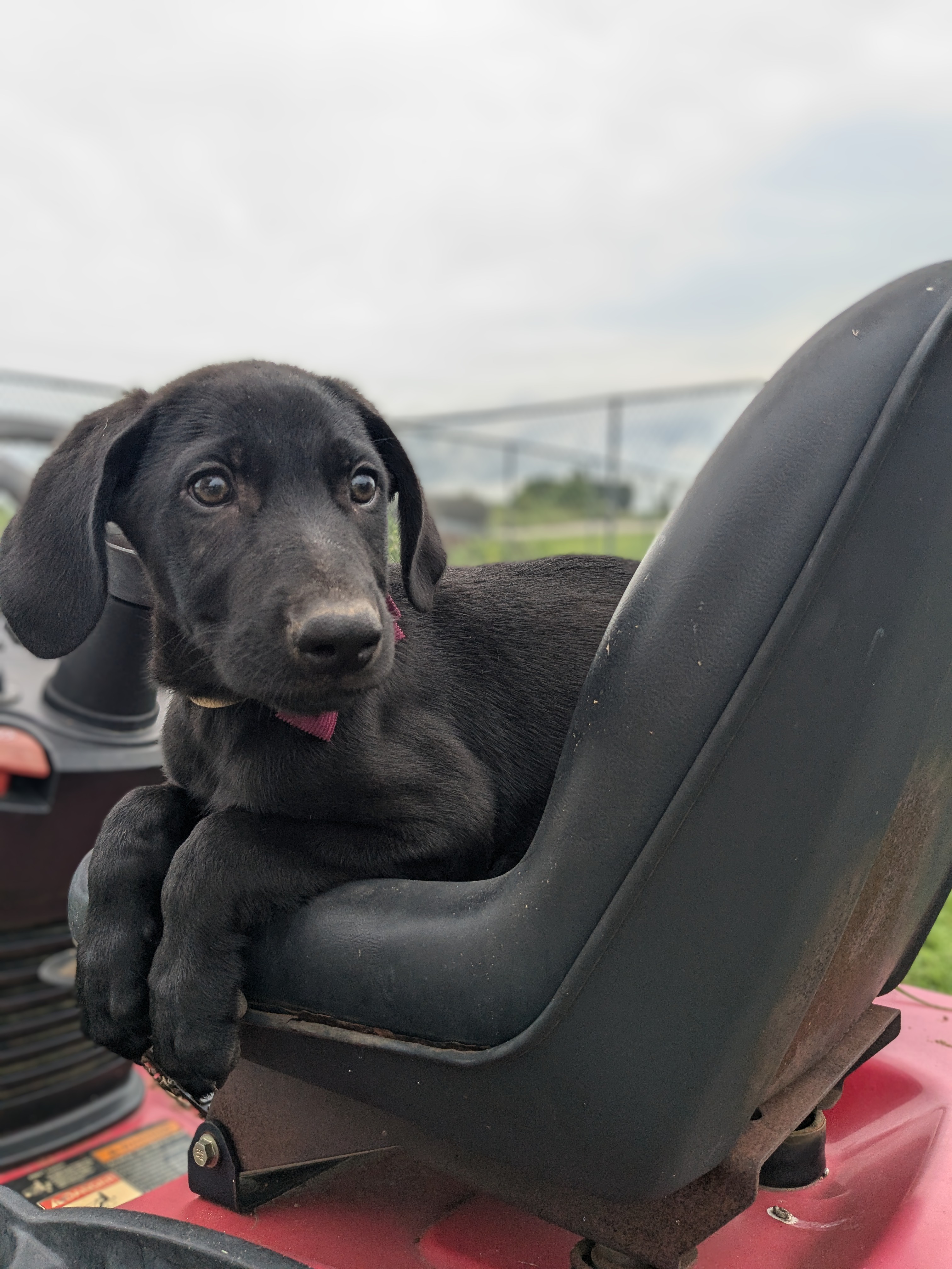 Dean, an adoptable Black Labrador Retriever in Manchester, NH, 03105 | Photo Image 4