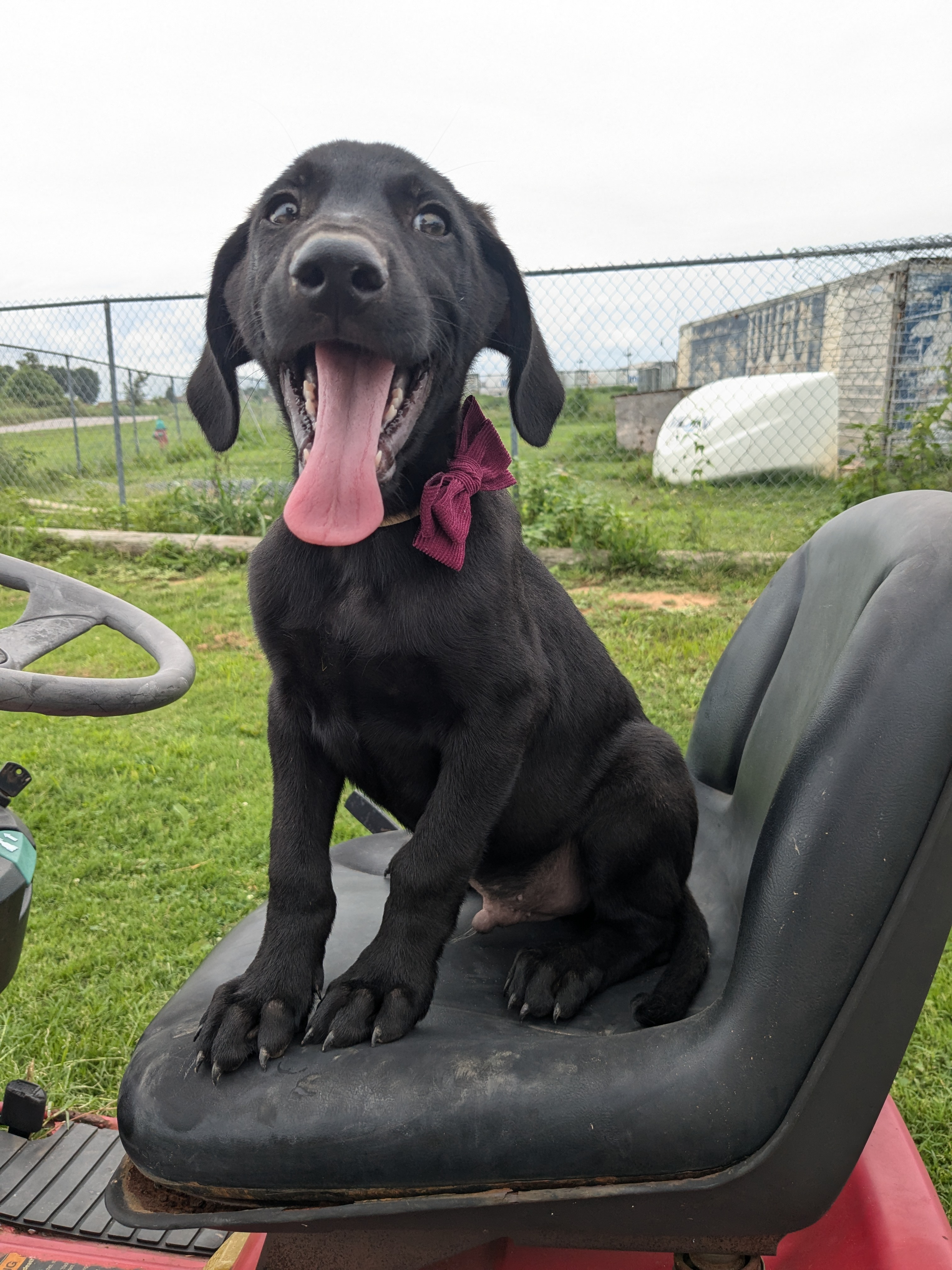 Dean, an adoptable Black Labrador Retriever in Manchester, NH, 03105 | Photo Image 2