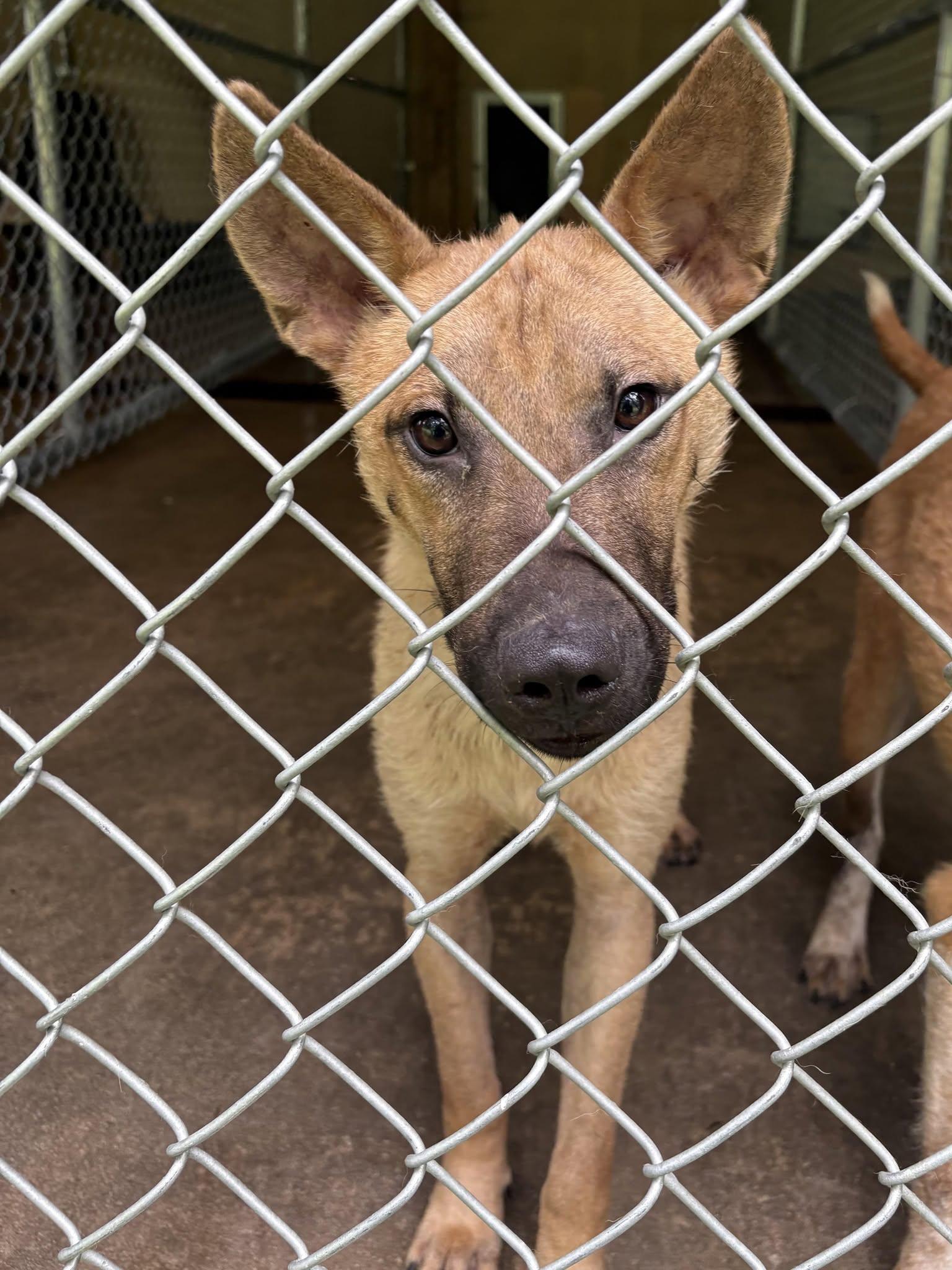Enlarge DENALI, a ADOPTABLE mixed breed in Newborn, GA image 1/3