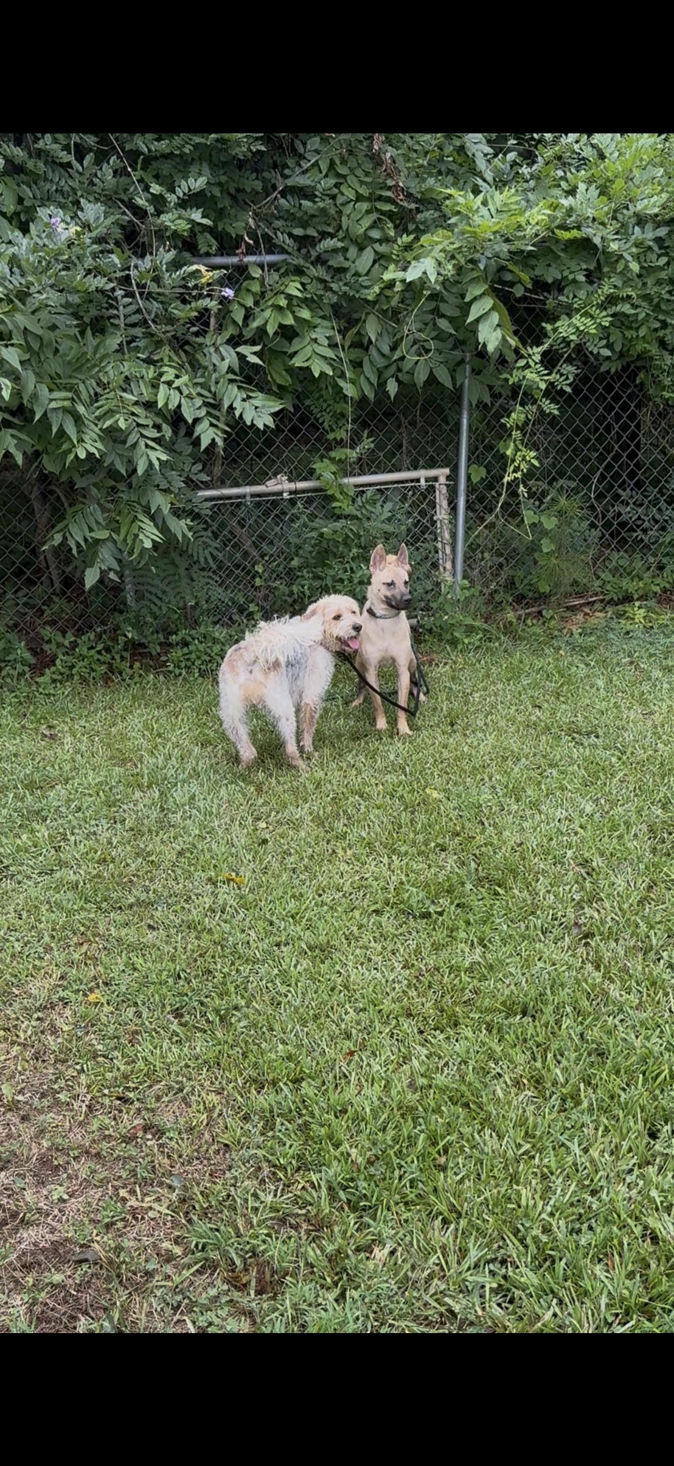 Enlarge DENALI, a ADOPTABLE mixed breed in Newborn, GA image 3/3
