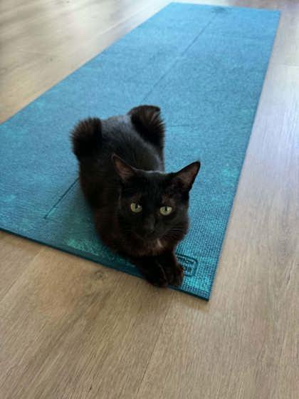 Mary, Adoptable, Young Female Domestic Short Hair & Domestic Short Hair.