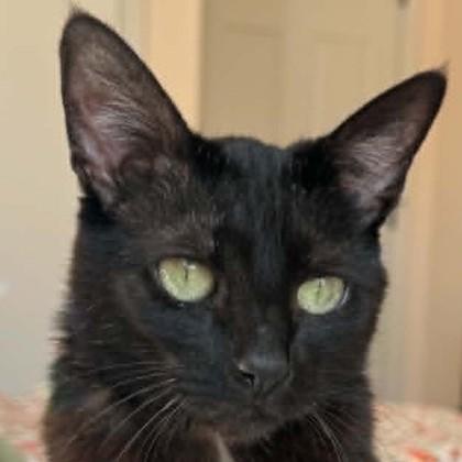 Enlarge Mary, a Adoptable mixed breed in Pleasanton, CA image 2/3