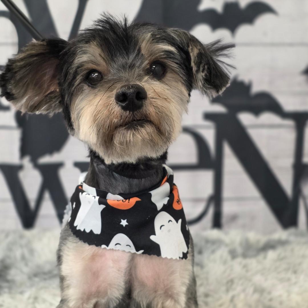 Smalls, Adoptable, Young Male Yorkshire Terrier.