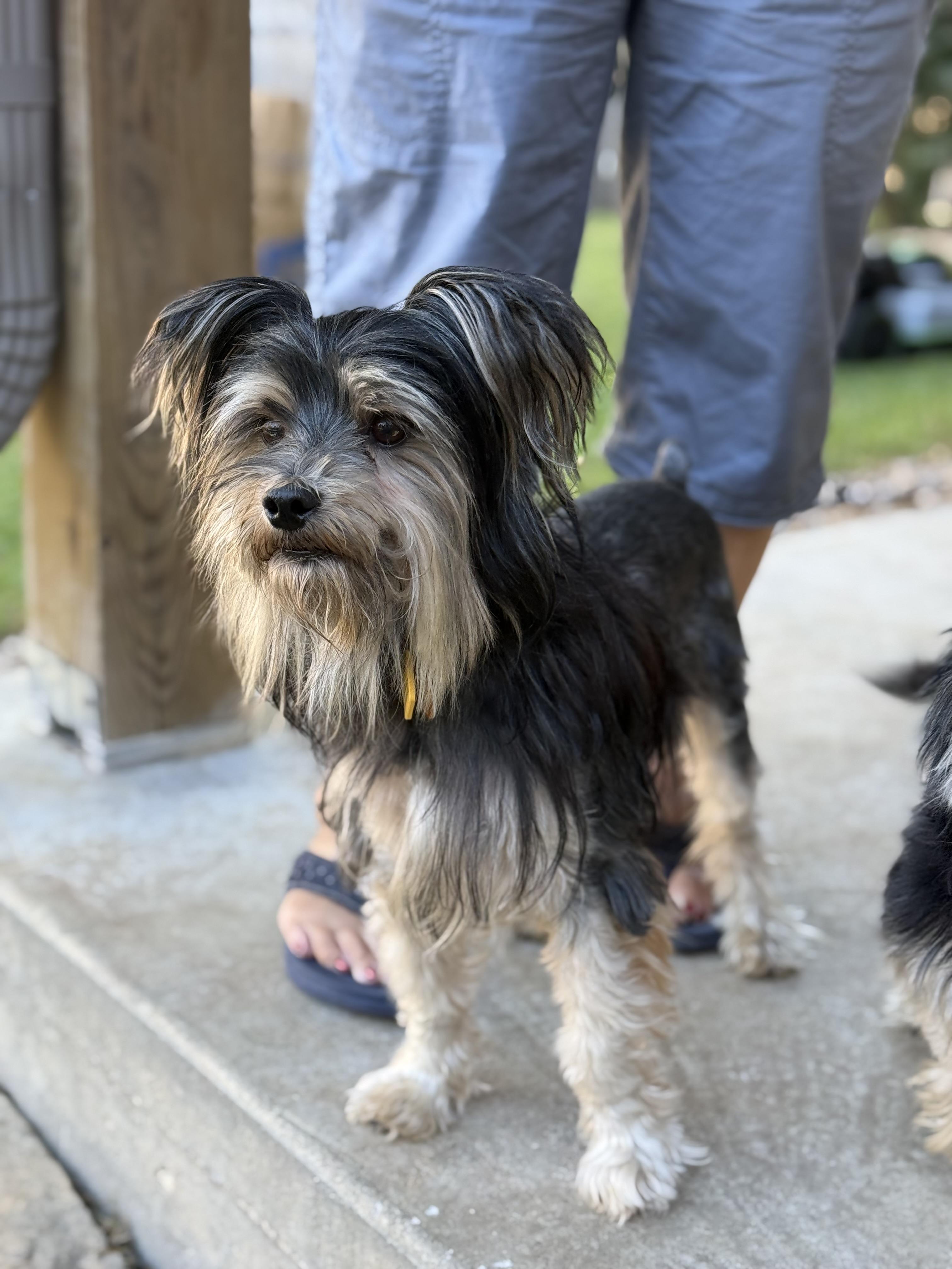 Enlarge Smalls, a Adoptable mixed breed in Austin, TX image 4/5