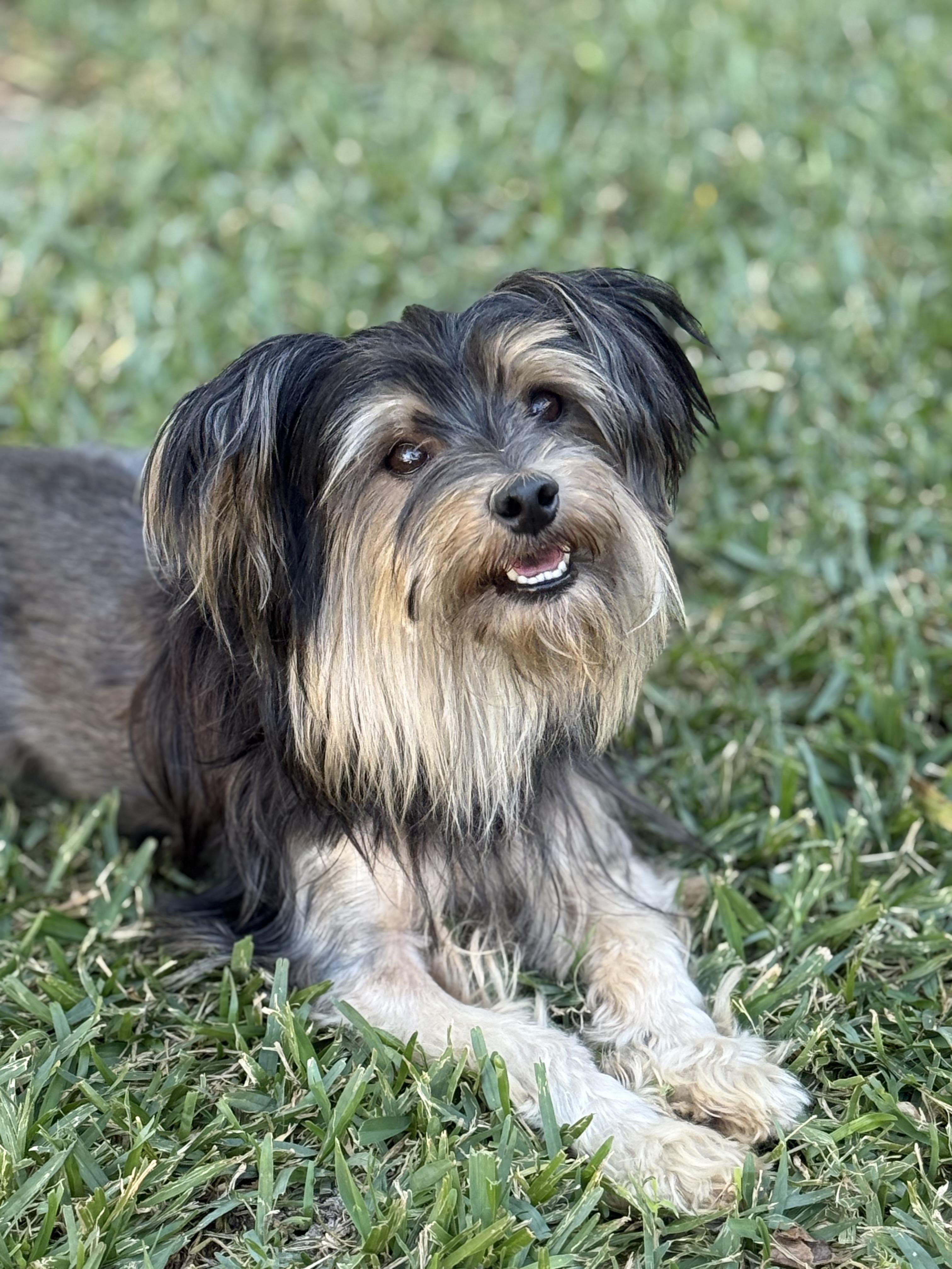 Enlarge Smalls, a Adoptable mixed breed in Austin, TX image 2/5