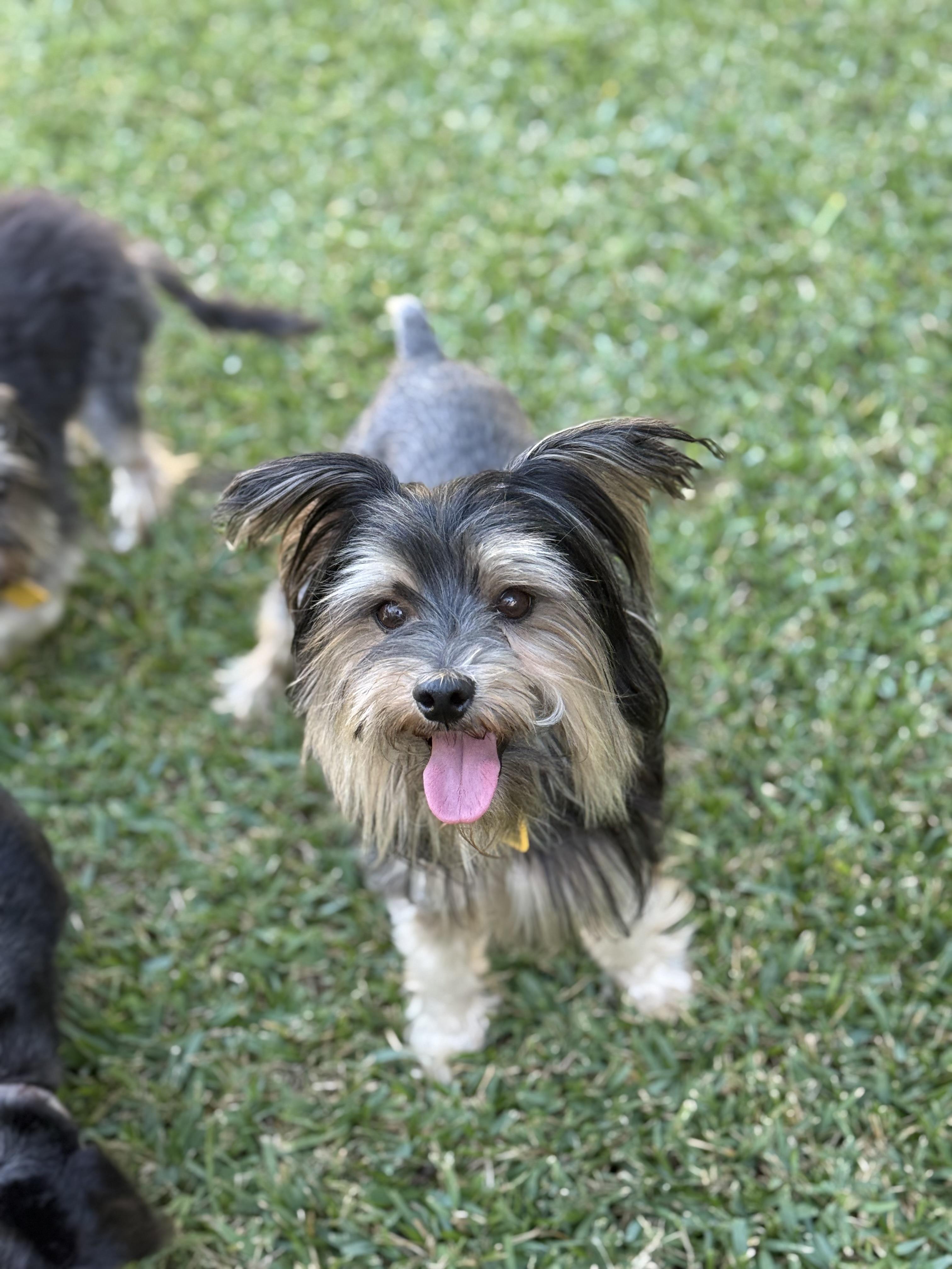 Enlarge Smalls, a Adoptable mixed breed in Austin, TX image 3/5